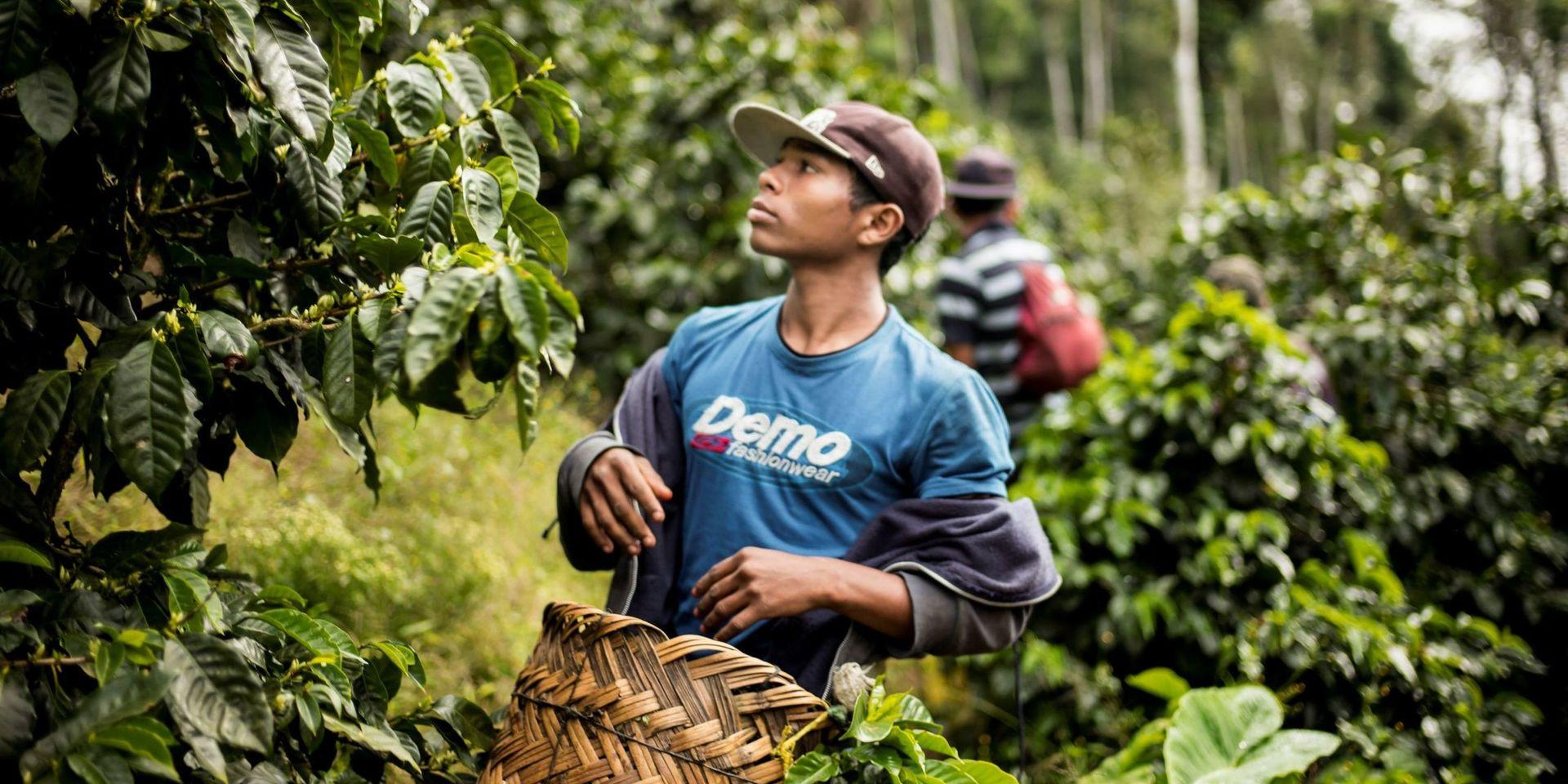 Bonden Francisco Toc håller fram en ung kaffeplanta. Han är engagerad i en lokal bondeorganisation som stödjer 400 kaffeproducenter. Kaffebönder i Latinamerika har varnat för att de utegångsförbud som införts för att begränsa coronasmitta riskerar säsongens kaffeskörd. 
