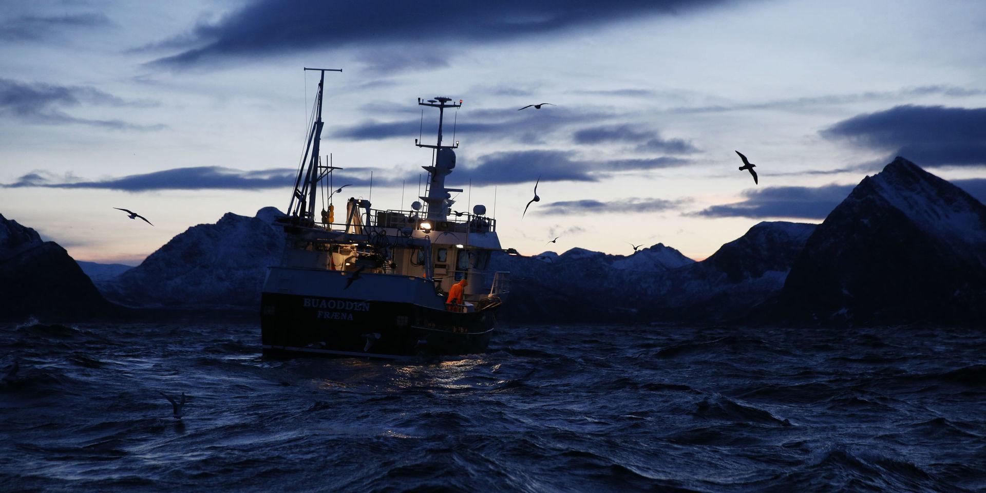 Norska fiskare dumpar sill. Arkivbild. 
