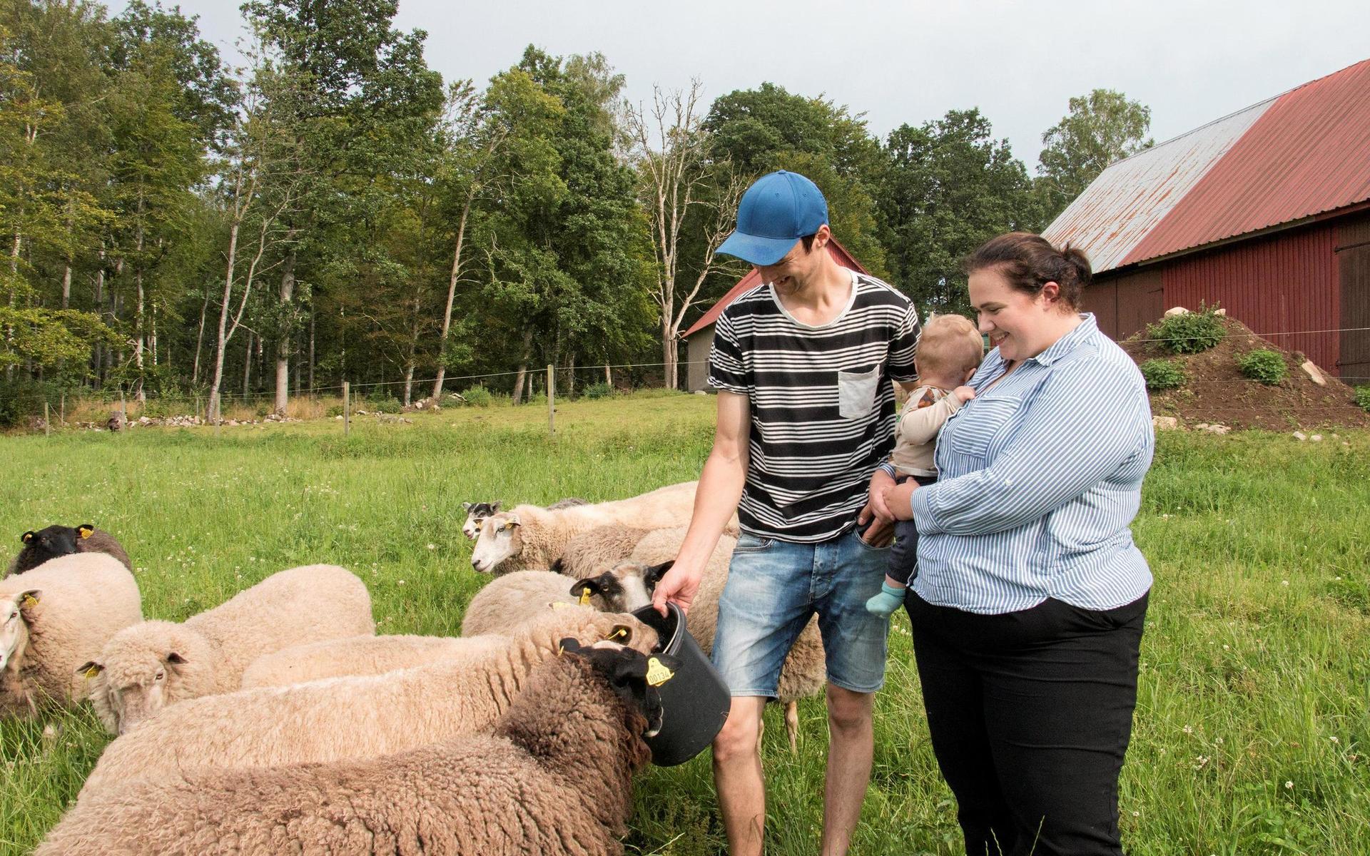Anton och Linnéa har 45 tackor och tänker satsa på försäljning av lammkött.