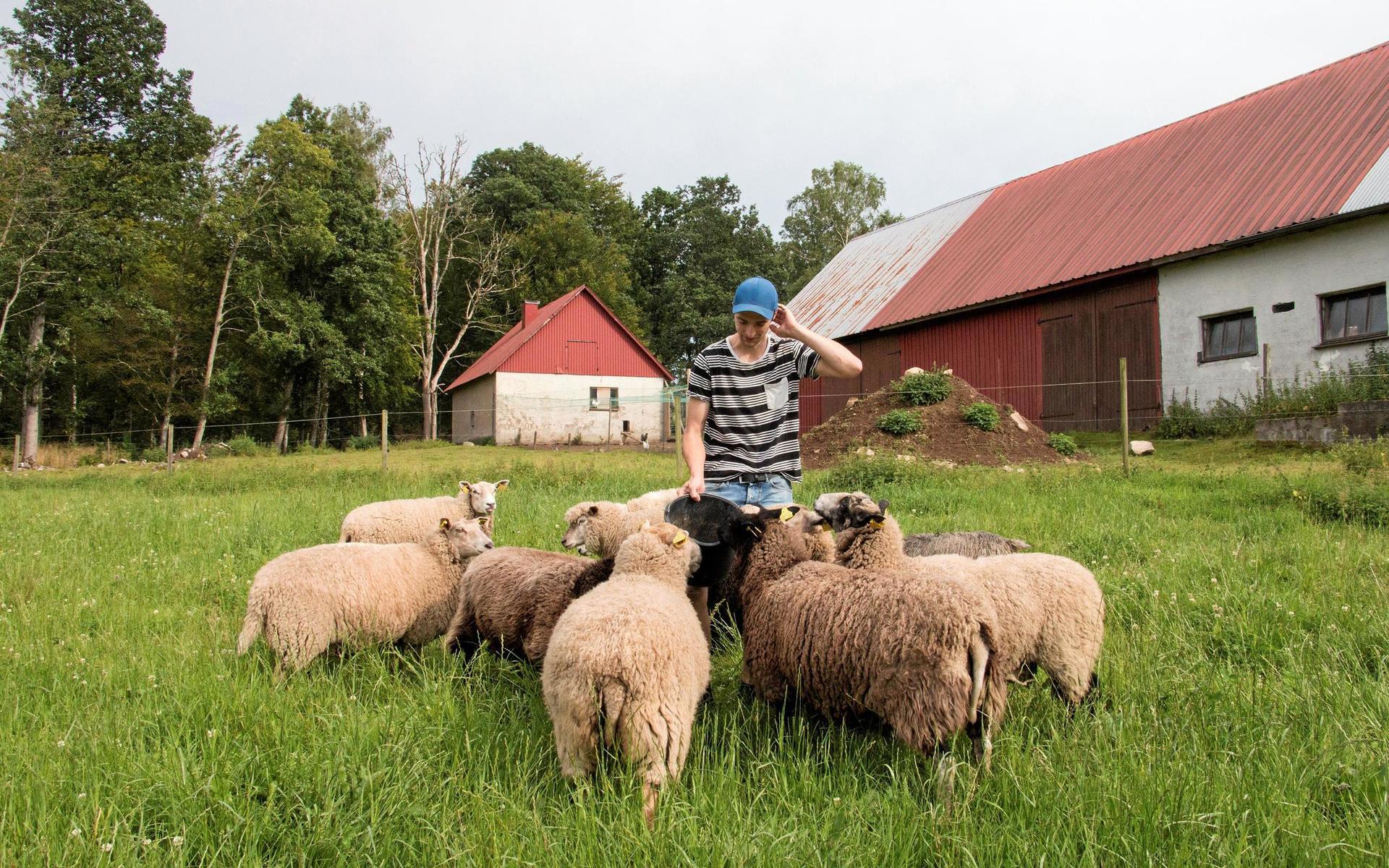 Anton Blomster är van vid får, eftersom hans föräldrar har haft får. De är lättare att sköta än större djur som dikor, berättar han.