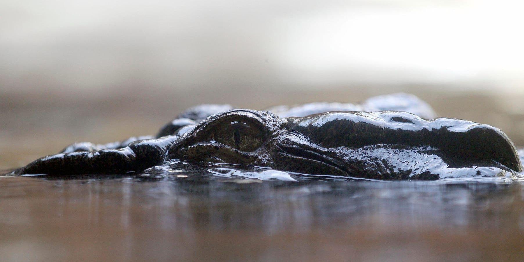 En krokodil som ligger på span. Arkivbild.