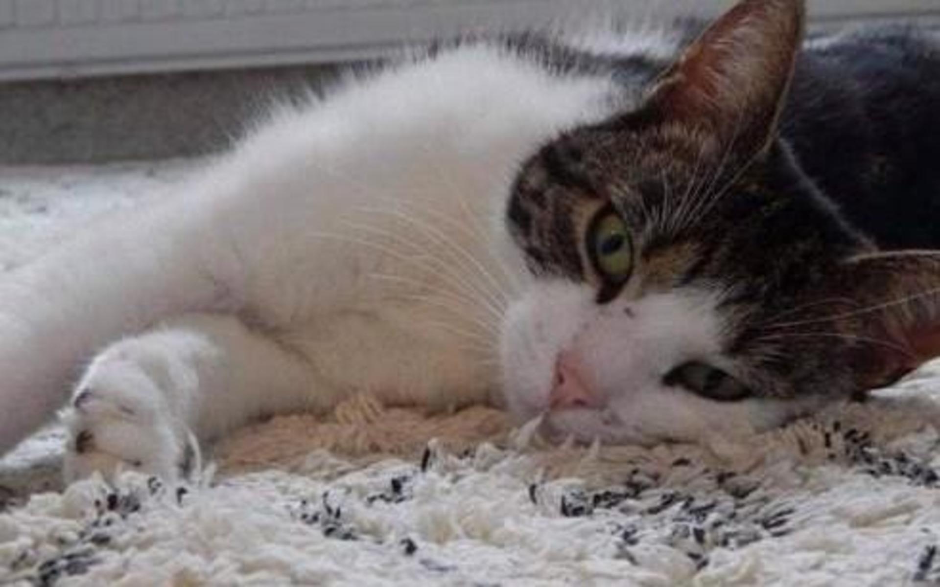 Katten Lisa har varit försvunnen sedan den 26 mars. Foto: Privat