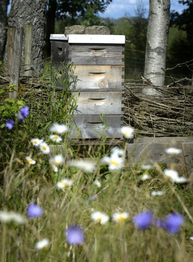 En granne har ställt en bikupa i Eksäter trädgård, vilket är en vinst för båda parter – liksom för bina.