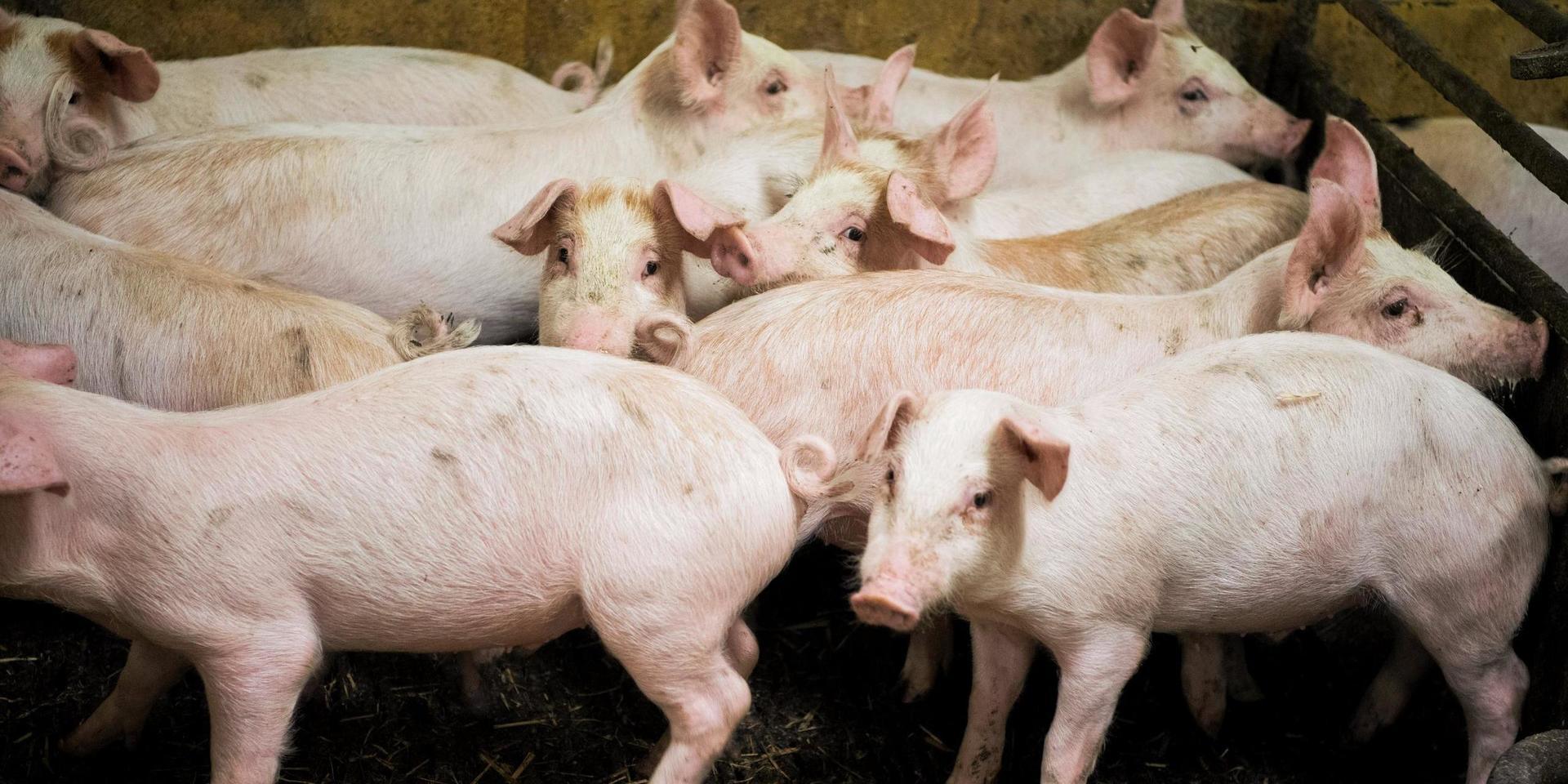 Nya Skottorps gris vill utöka verksamheten på gården, men Miljöpartiet i Laholm tycker inte att det rimmar väl med hållbar utveckling.
