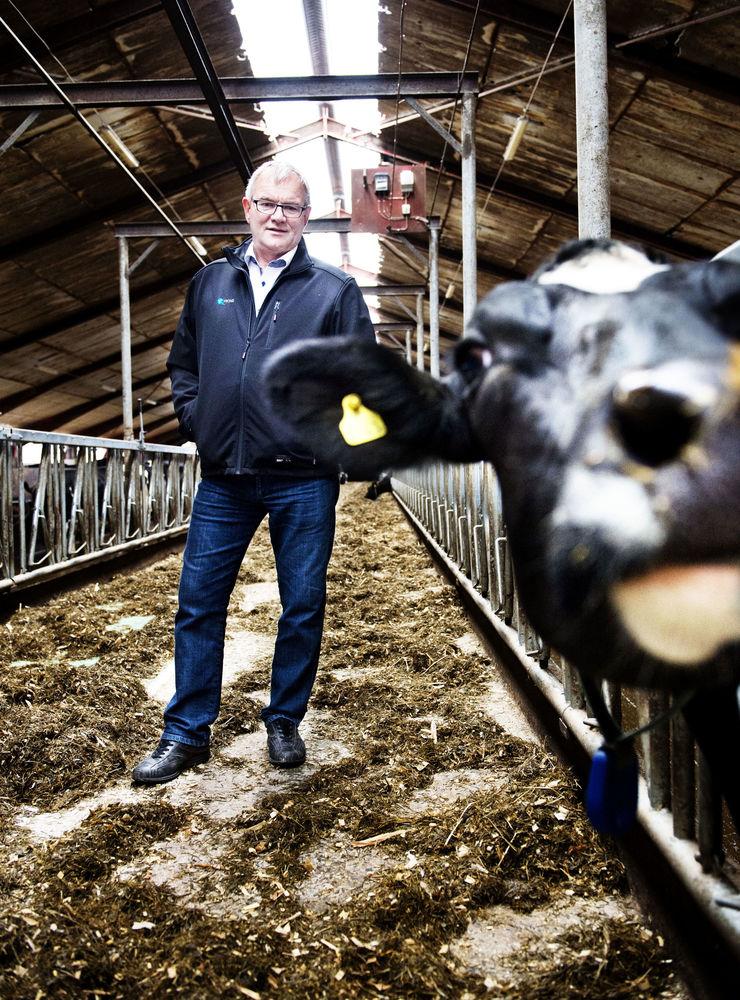 Mjölkbonden och Arlabossen Åke Hantoft som vi är vana att se honom på bild, fotograferad bland mjölkkorna på gården i Ösarp. Mjölkgården sålde han och hustrun Anna Carin för 64,4 miljoner kronor för två år sedan.