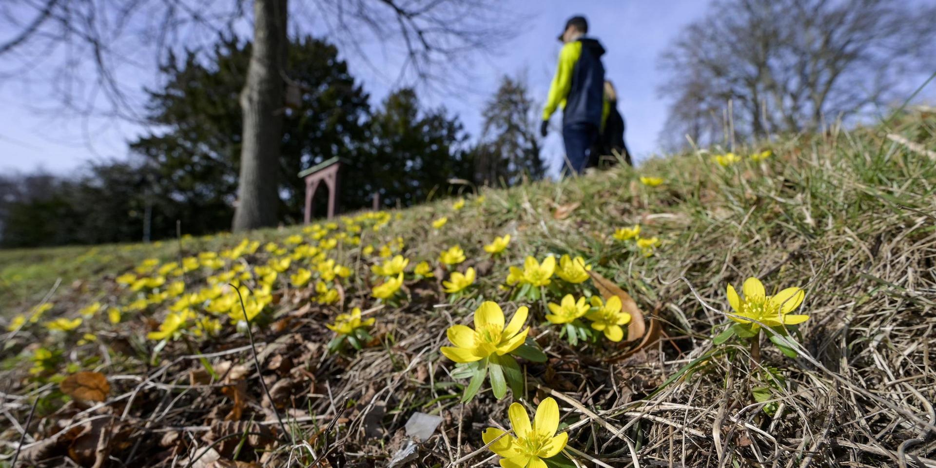 Ett litet bakslag på våren till helgen – men nästa vecka ser det ut att bli behagligare väder i Halland igen.