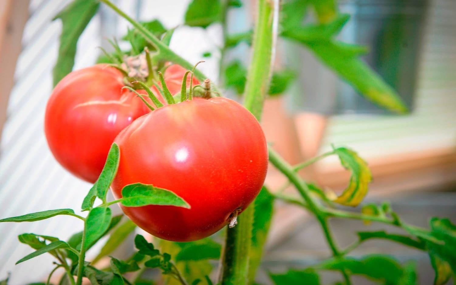 Tomater trivs. Tomatplantorna växte sig tio meter höga.