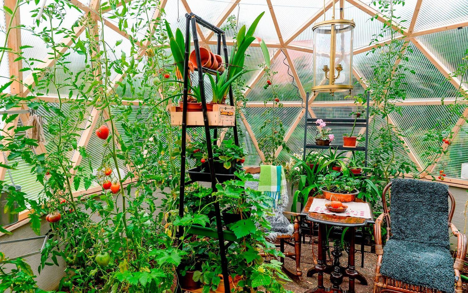 Odling på höjden. Tomatplantorna stortrivs i det runda växthuset. För att ta tillvara på ytan sker odling på flera nivåer.