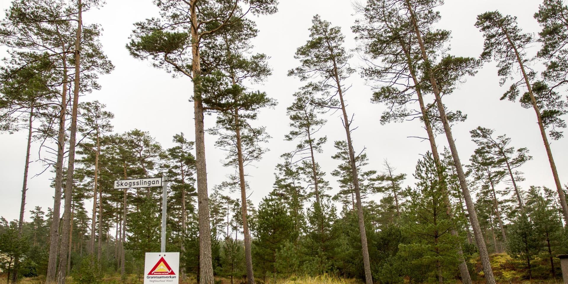 Föreningen ville ta ner 16 döda träd i deras del av Svarvareskogen, nu har de justerat ner det med hälften.