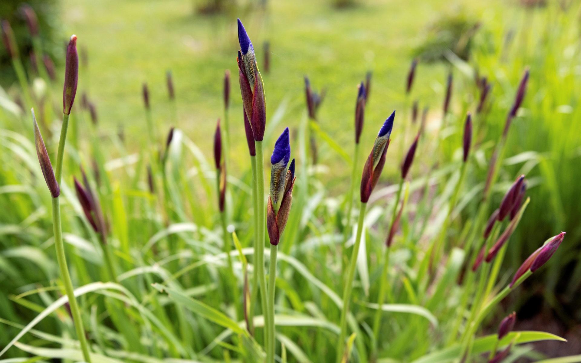 Blåögda irisar är på gång.