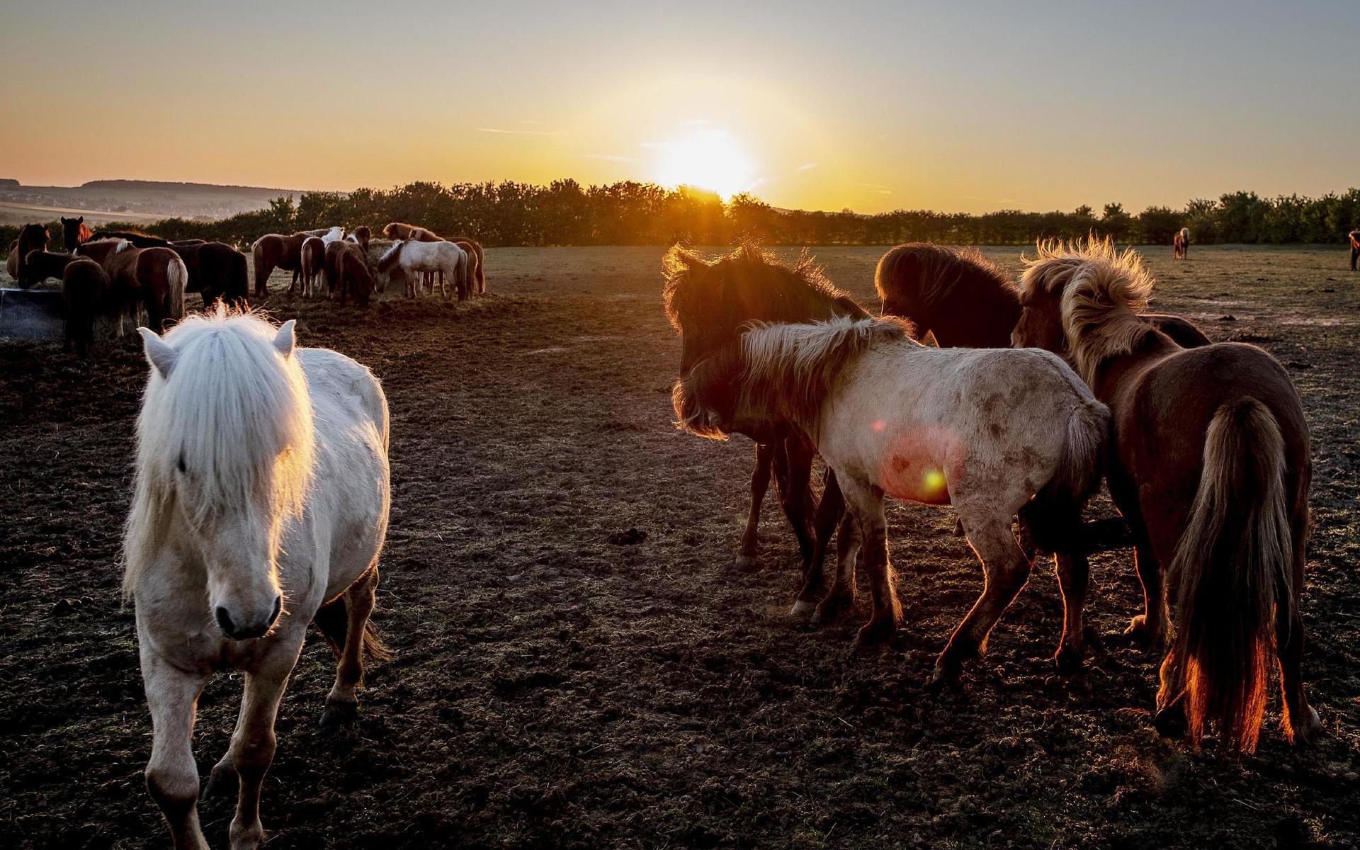 Polisen efterlyser tips efter att fyra hästar attackerats i Varbergs kommun under året. Arkivbild.