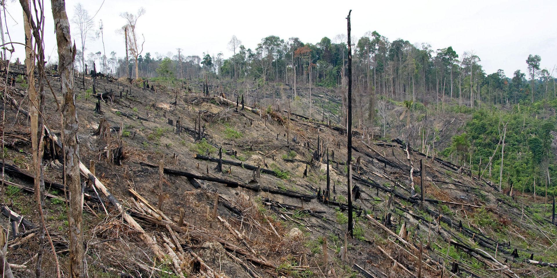 På ön Sumatra i Indonesien har stora arealer av regnskog huggits ner de senaste 30 åren, vilket är ett stort hot mot många växt- och djurarter.