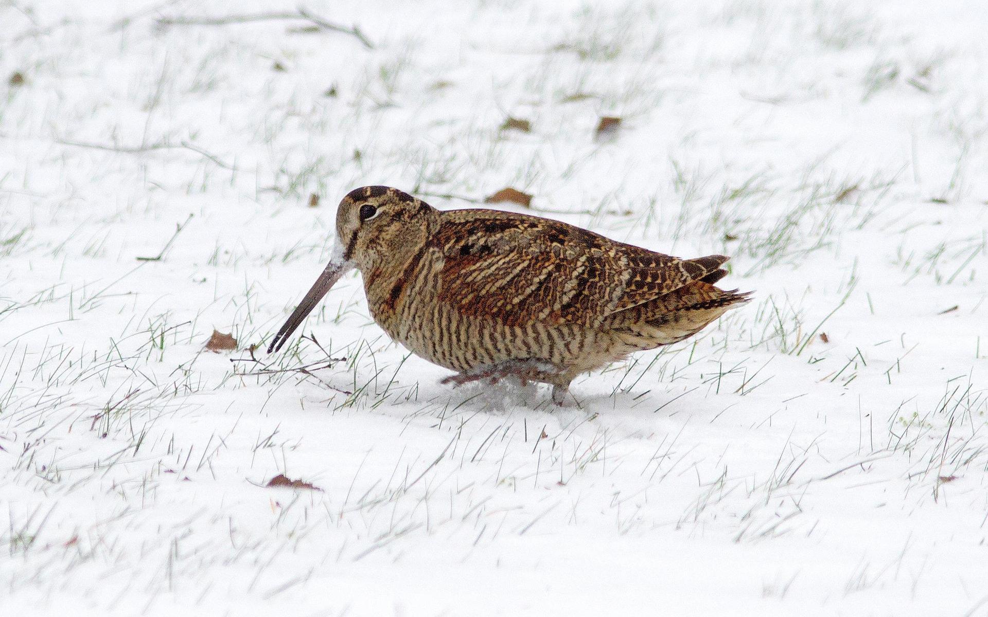 En morkulla kommer gående över en gräsmatta i fullt dagsljus, förgäves letande efter daggmaskar i snön.