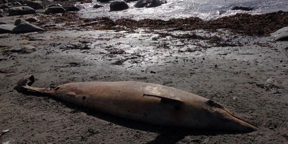 Ovanligt strandfynd. Den här döda delfinen hittades vid Morups tånge under söndagen.