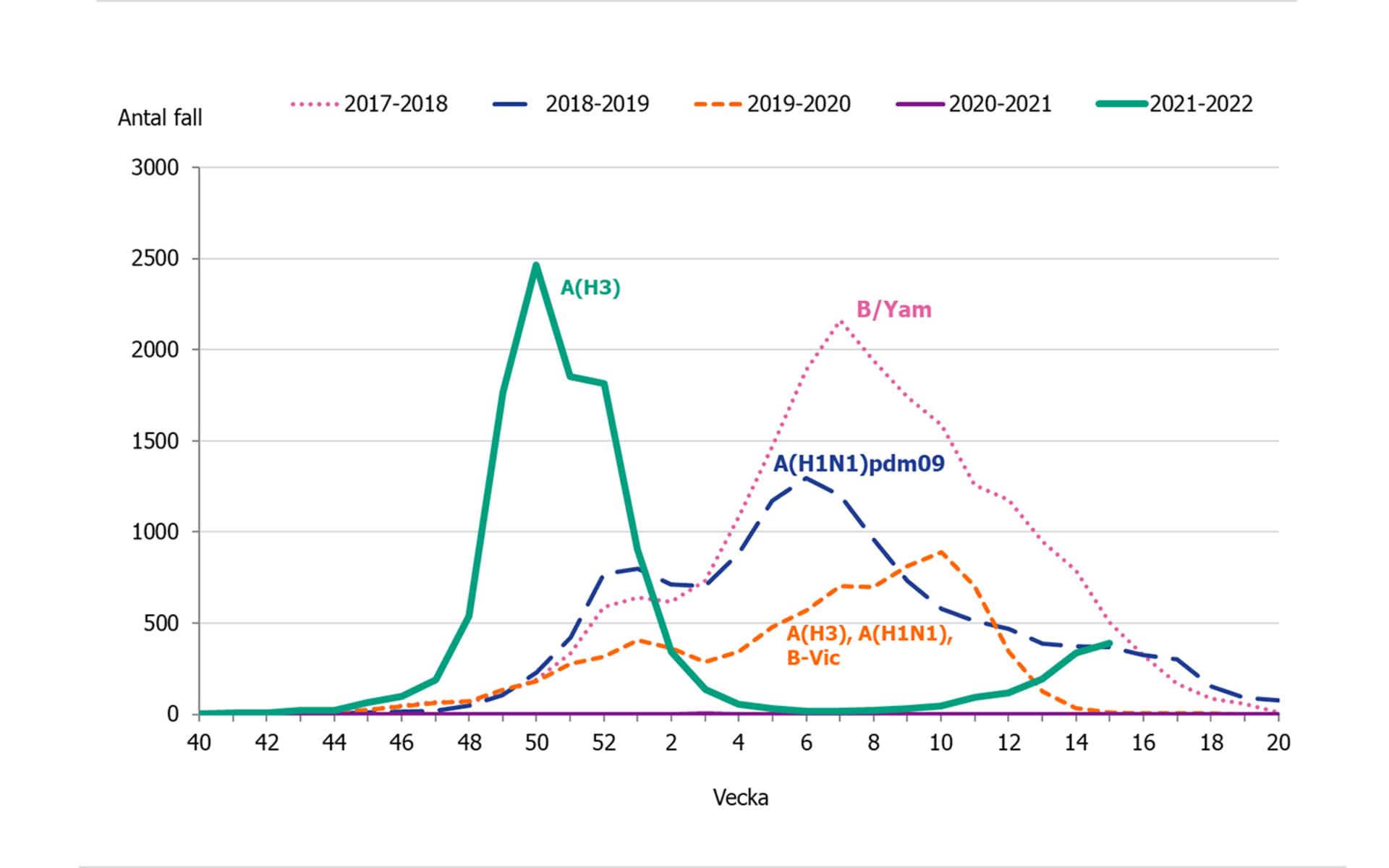 Samtidigt är säsongsinfluensan på väg mot en ny topp. Den gröna linjen visar 2021/2022. De senaste åren har förekomsten varit väldigt låg på grund av pandemin.
