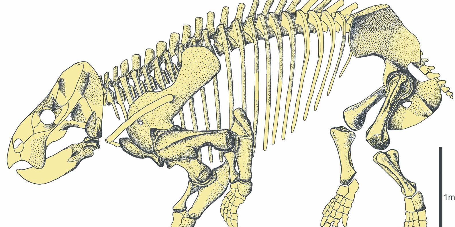 En rekonstruktion av Lisowicias skelett. Arten var stor som en elefant.