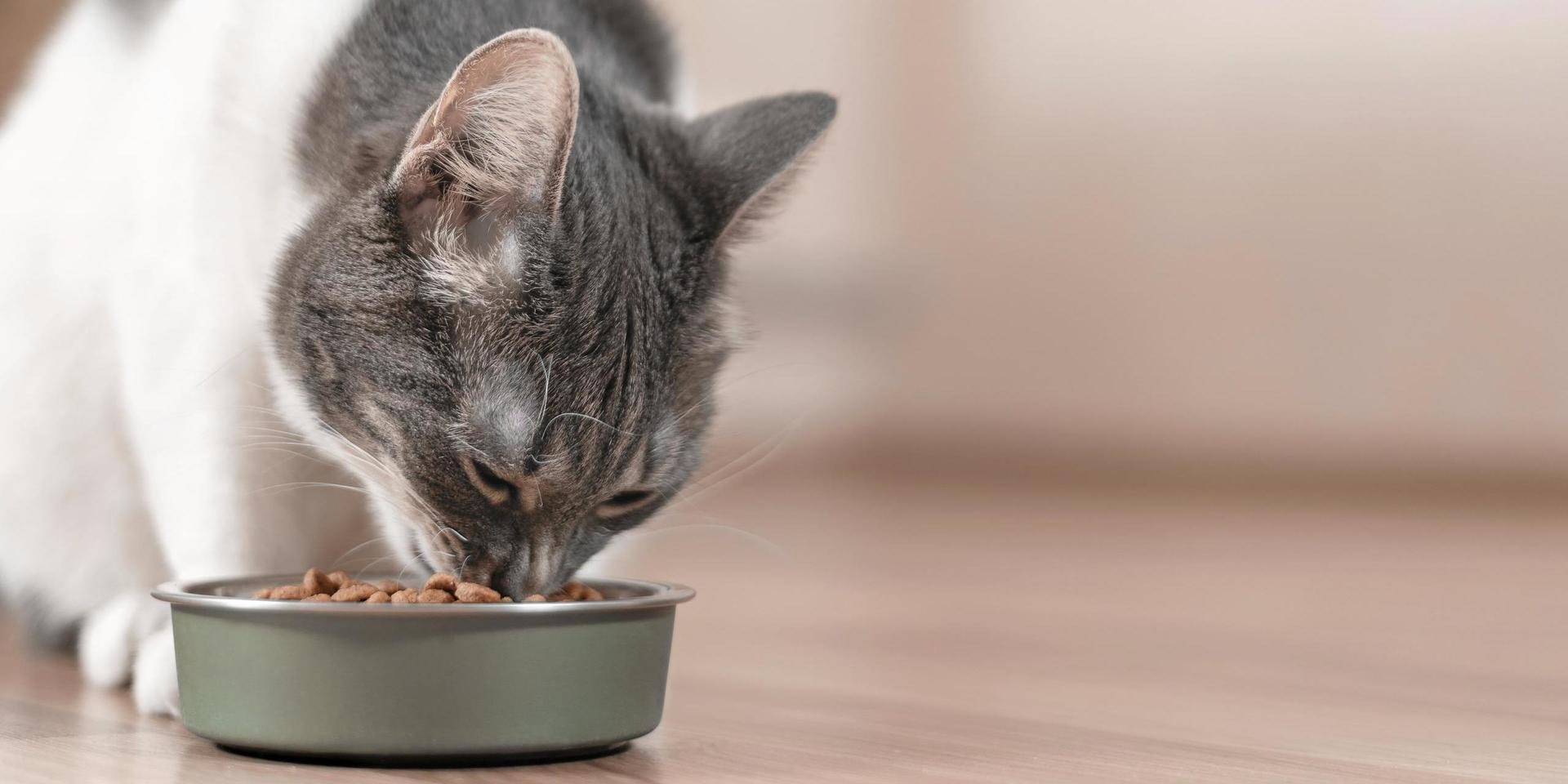 – Kolhydratrika foder kan öka risken för övervikt, så jag ser ingen anledning att ge foder med höga kolhydratmängder, säger Ninni Rothlin Zachrisson på Sveriges lantbruksuniversitet, doktorand inom ämnet kattdiabetes.