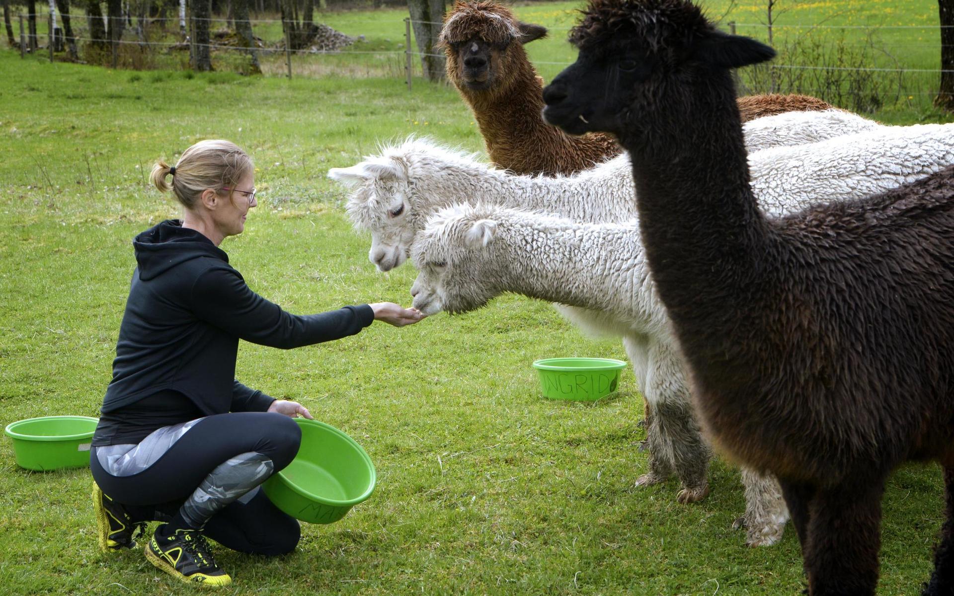 De fem alpackorna heter Margit, Gunilla, Dagny, Tekla och Ingrid och har bott på Sara Andersson gård i ungefär ett halvår.