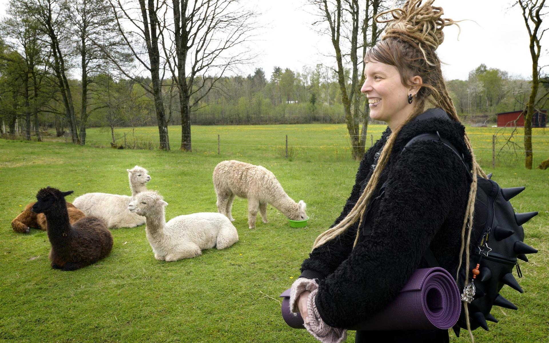 Yogainstruktör Lina Bäcklin har hållit i ett par yogapass utomhus tidigare, men aldrig i en alpackahage: ”Det är härligt att få kontakt med gräset istället för ett golv, och att få kolla upp i himlen istället för en takfläkt”.