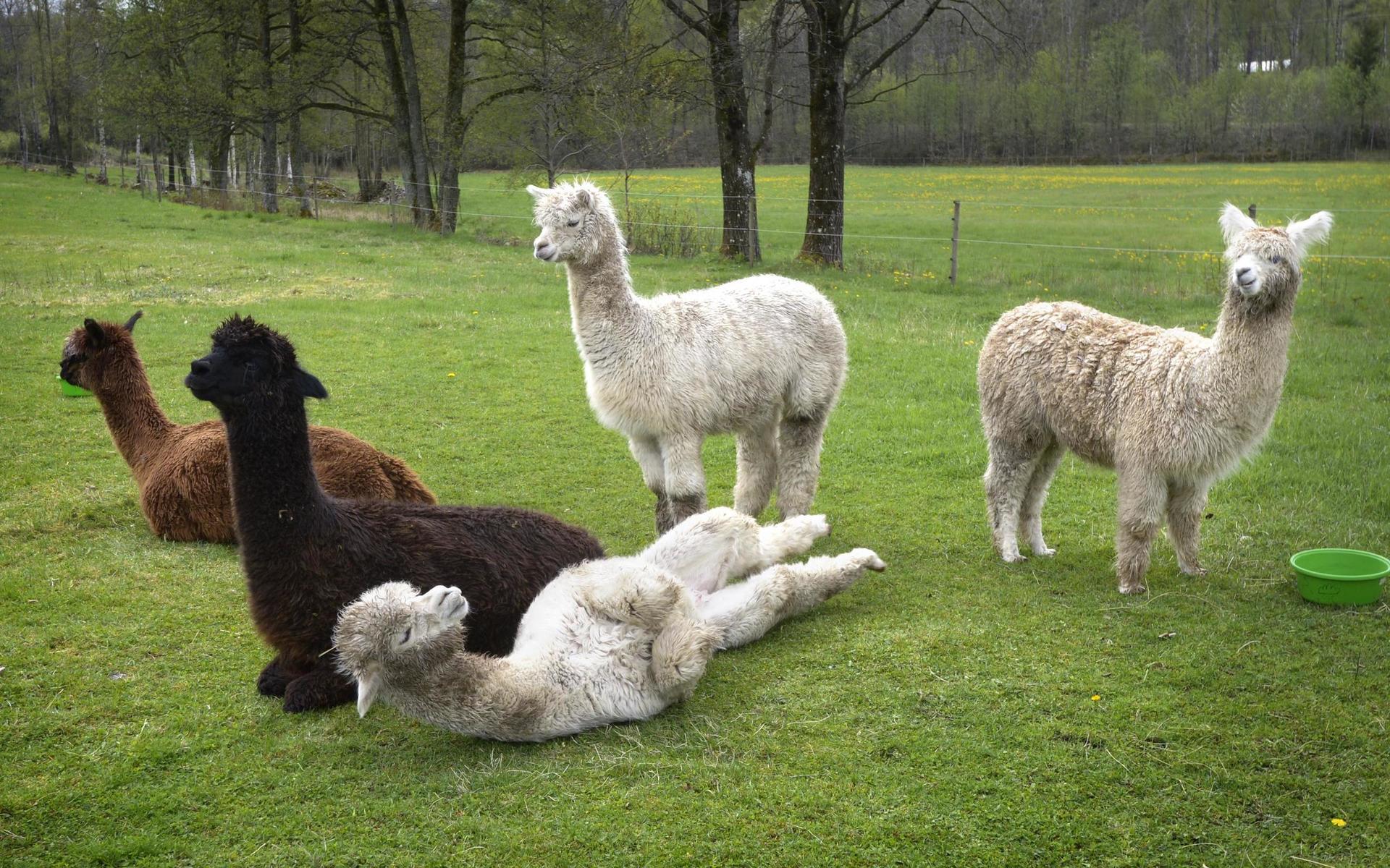 Efter yogapasset blev alpackorna mer närgångna och började strecka på sig och rulla runt. Kanske var de också sugna på att yoga?