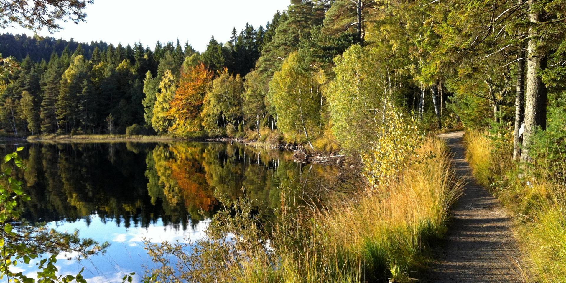 Ett av projekten går ut på att förbättra slingor och skyltning i Skedala skogs friluftsområde.