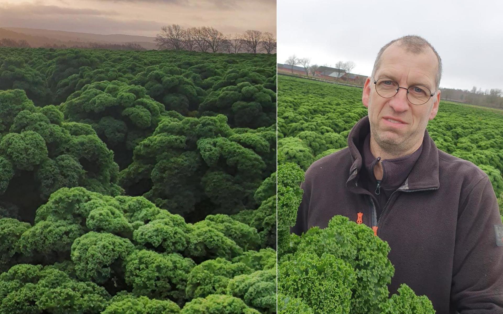 Mikael Jidenholm, som driver Ugglarps Grönt tillsammans med sambon Mija Kanerot, har omkring fem hektar grönkål på fälten.