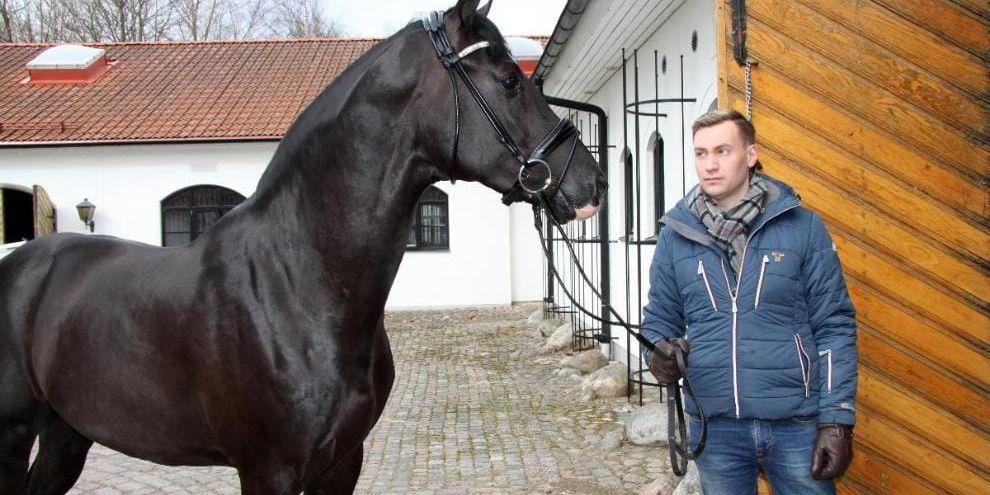 Komplett häst. Gustaf Johansson med den treåriga hingsten Mr Vain GJ som bedömdes som väldigt komplett.