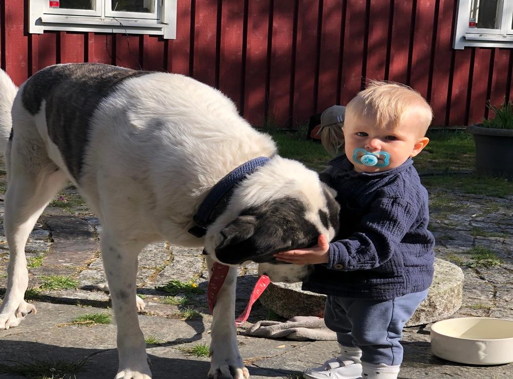 Hunden Malta och barnet Svante.