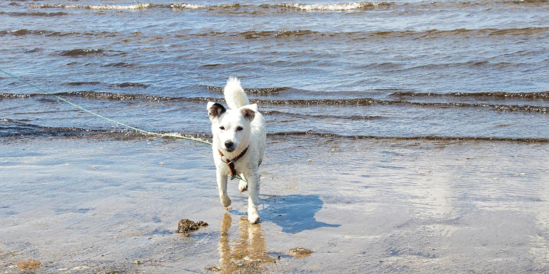 Hunden Dina älskar att leka i havet. Vilken plats hundbadet ligger på har dock mindre betydelse för henne och matte. 