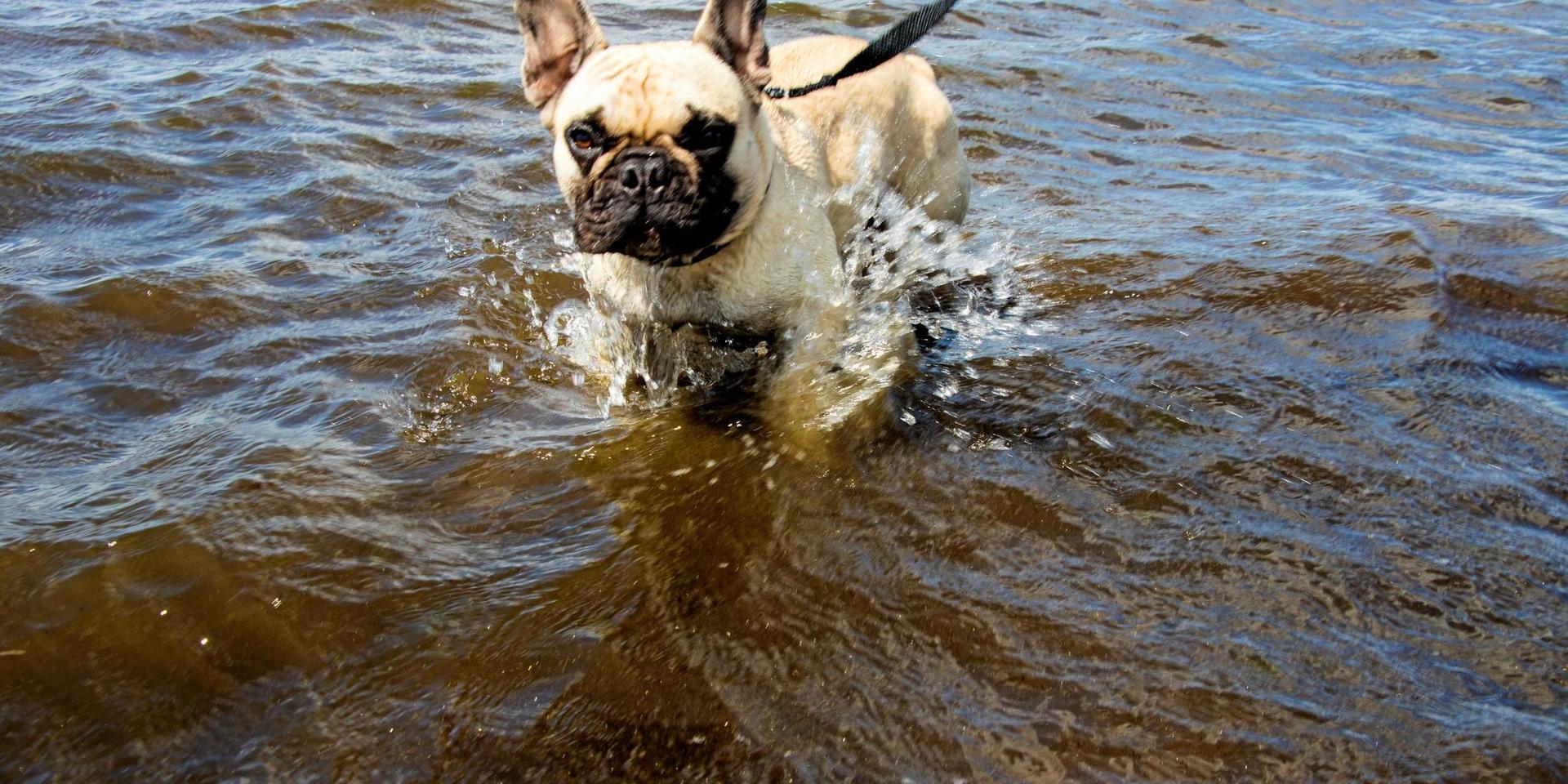Annelie Berg och hunden Lou var i vattnet för att leka med vågorna. Ett avbräck från värmen och den vanliga sjö som Lou brukar bada i hemma i Markaryd.