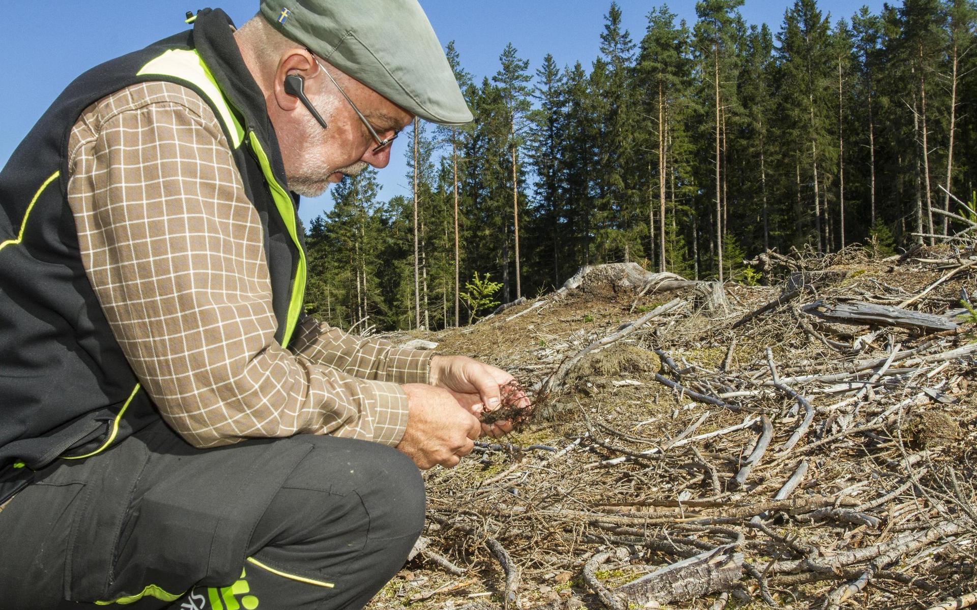 Mats Carlén, regional skadesamordnare på Skogsstyrelsen, inventerar skador och håller reda på hoten mot den halländska skogen. Han menar att utbrotten av granbarkborre inte är så farlig i länet just nu, men att det finns andra skadegörare för skogsägare att hålla koll på.