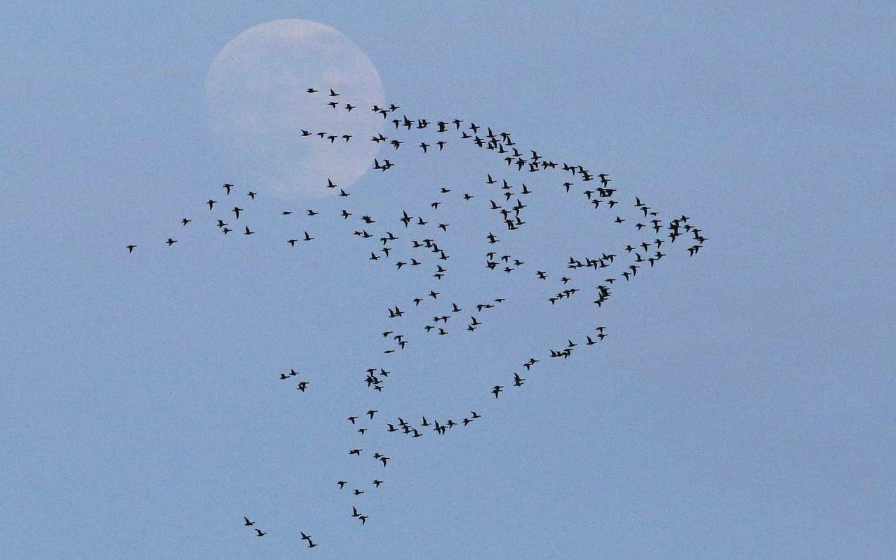 På väg. En flock prutgäss med månen i bakgrunden. Bild: Anders Wirdheim