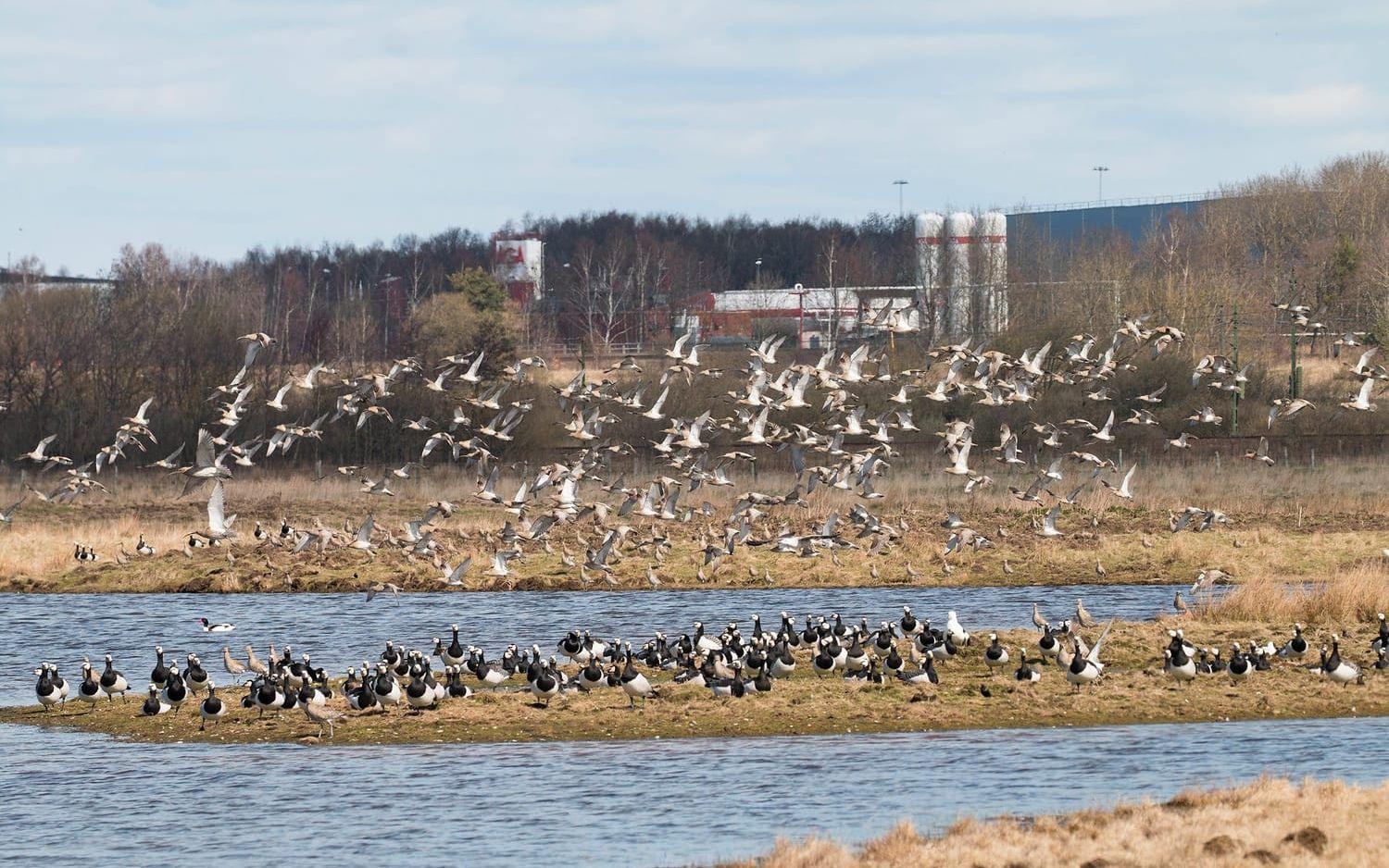 Fullt av fåglar. Flockar med storspovar (i luften) och vitkindade gäss (på marken) som rastar i Halland på sin väg norrut. Bild: Anders Wirdheim