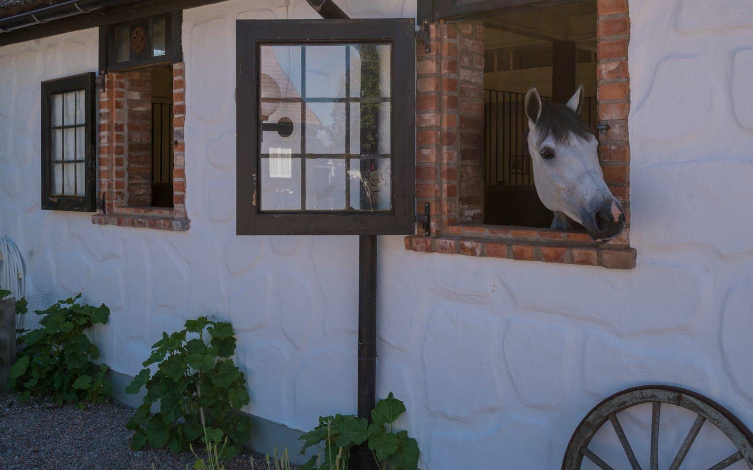 Här har hästarna även möjligheten att hålla koll på innegården.