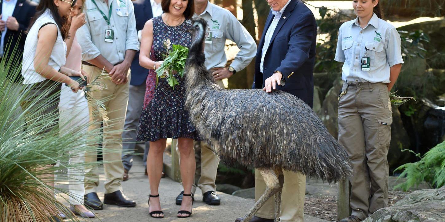 USA:s vicepresident Mike Pence med familj träffar en kasuar under ett besök på Taronga zoo i Sydney 2017. Arkivbild.