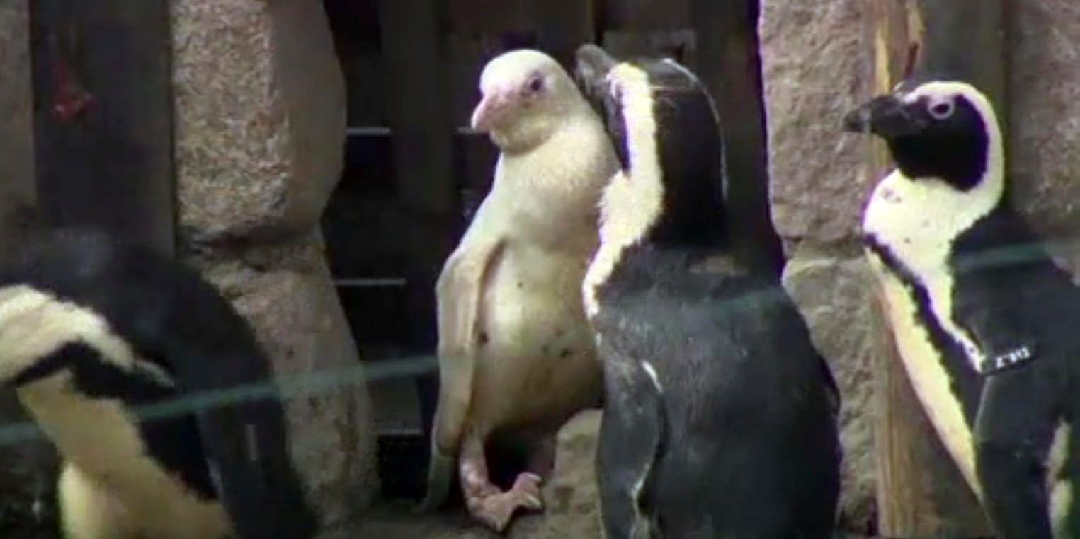På bilden som tagits från en video ses den helvita pingvinen som visades upp för besökarna i Gdansk Zoo på fredagen.