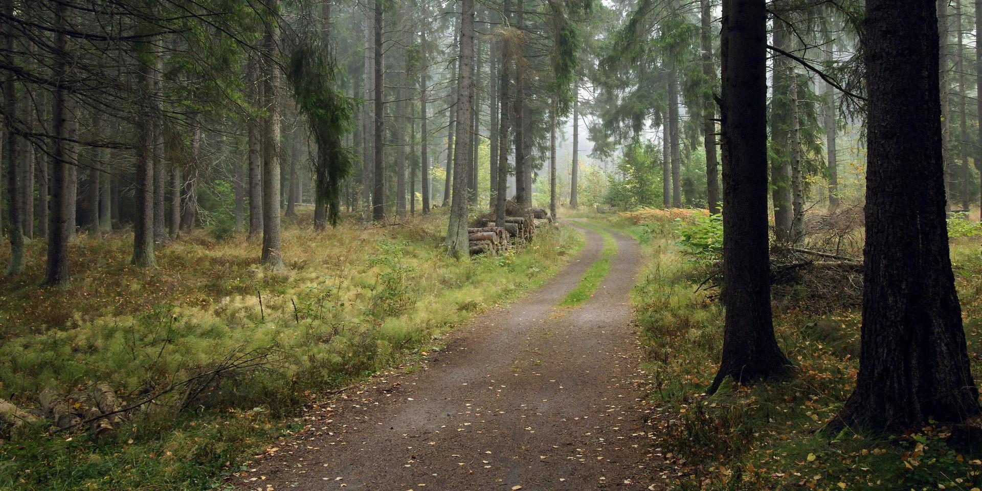 En markägare i Hylte ville hindra sina grannar att använda en skogsväg som gick genom hens ägor. Bilden föreställer dock inte den aktuella vägen.