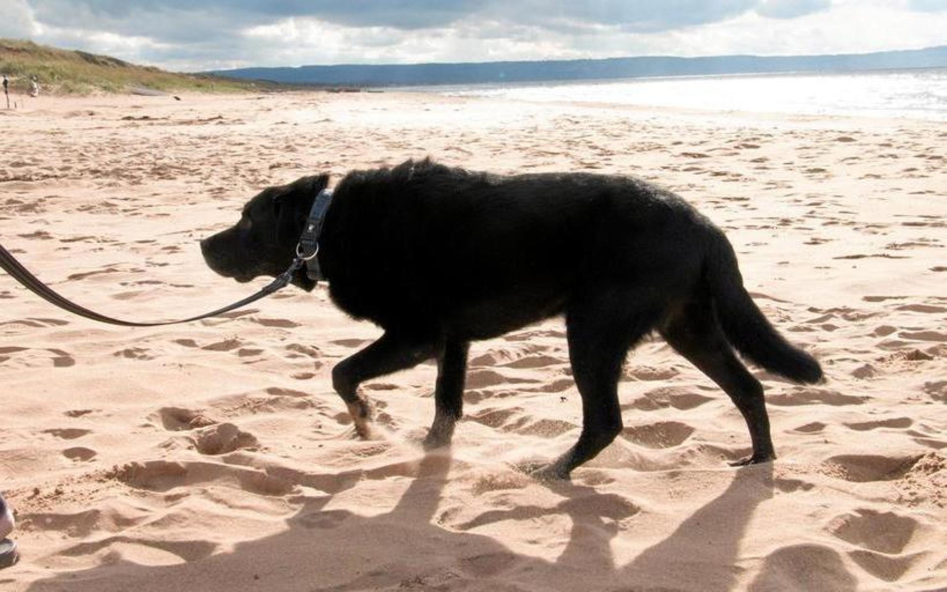 Hundägare och många politiker vill tillåta morgon- och kvällspromenader med hund på stranden även sommartid. Dålig idé för häckande fåglar och andra hotade arter, anser länsstyrelsen. Bild: Henrik Williamsson/arkiv