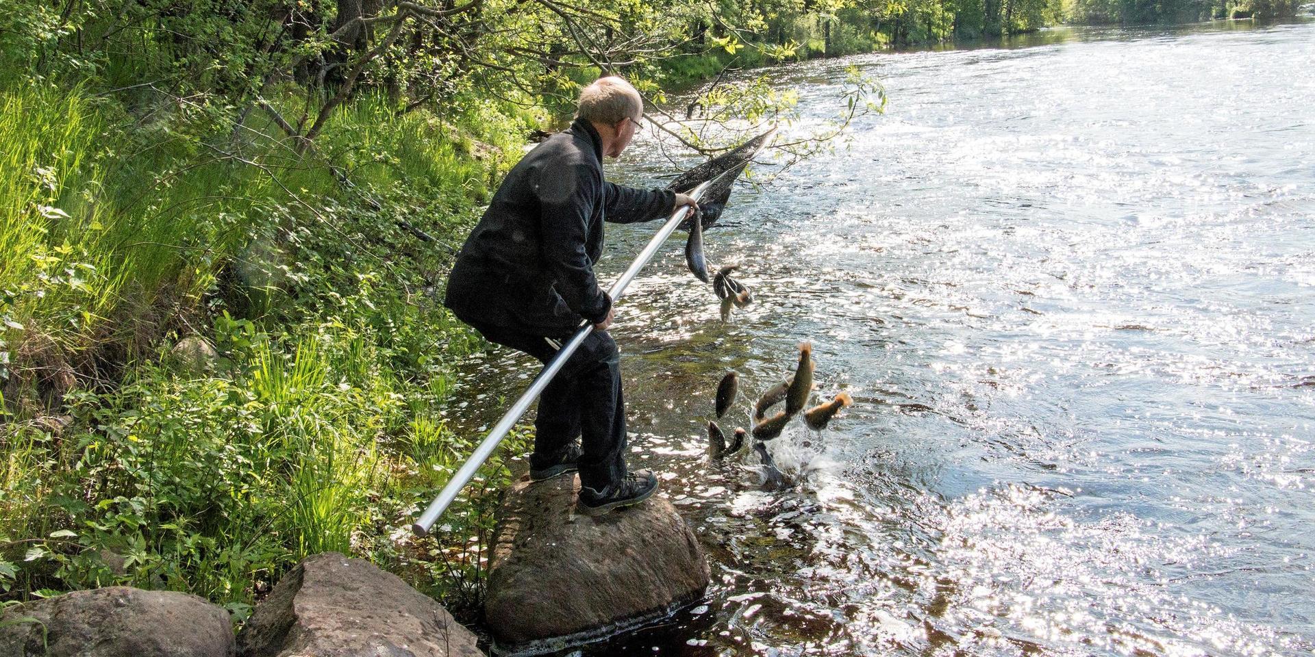 Utsättning av Öring i Lagan och Hjörneredssjöarna. Per-Sylve Åkesson låter fiskarna plumsa i ån nedanför Flammabadet i Knäred. 