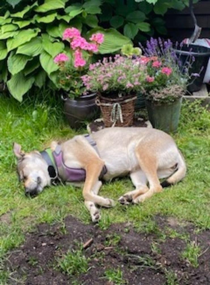 Detta är Raika, en resque hund som fått en andra chans i livet. Här chillar Raika i trädgården i Oskarström.Bild inskickad av Annelie Kotarac. 