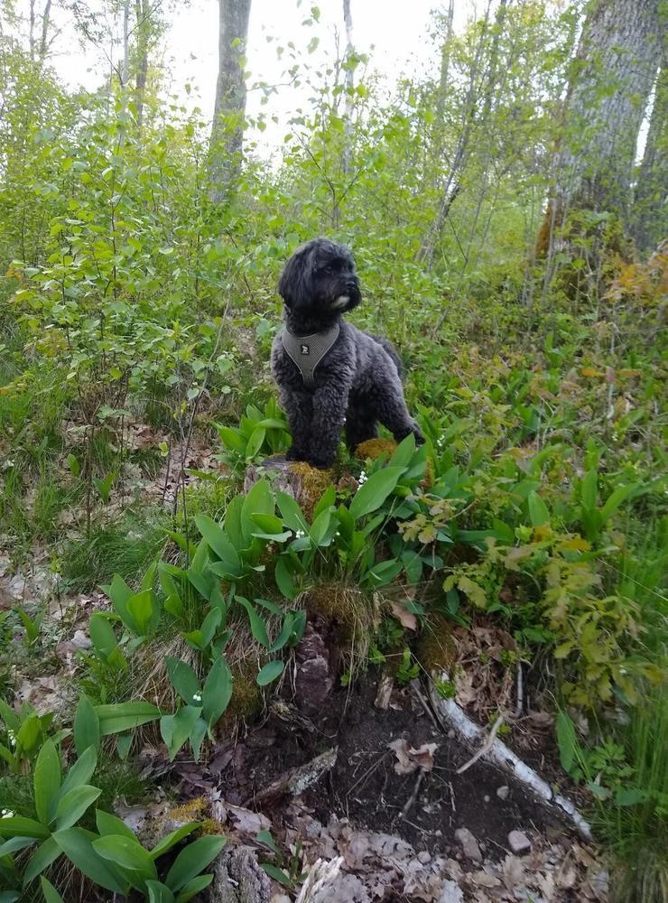 Solo är en tvåårig dvärgpudel/shihtzu som spanar i skogarna i Knäred. Bild: Leif Jönsson