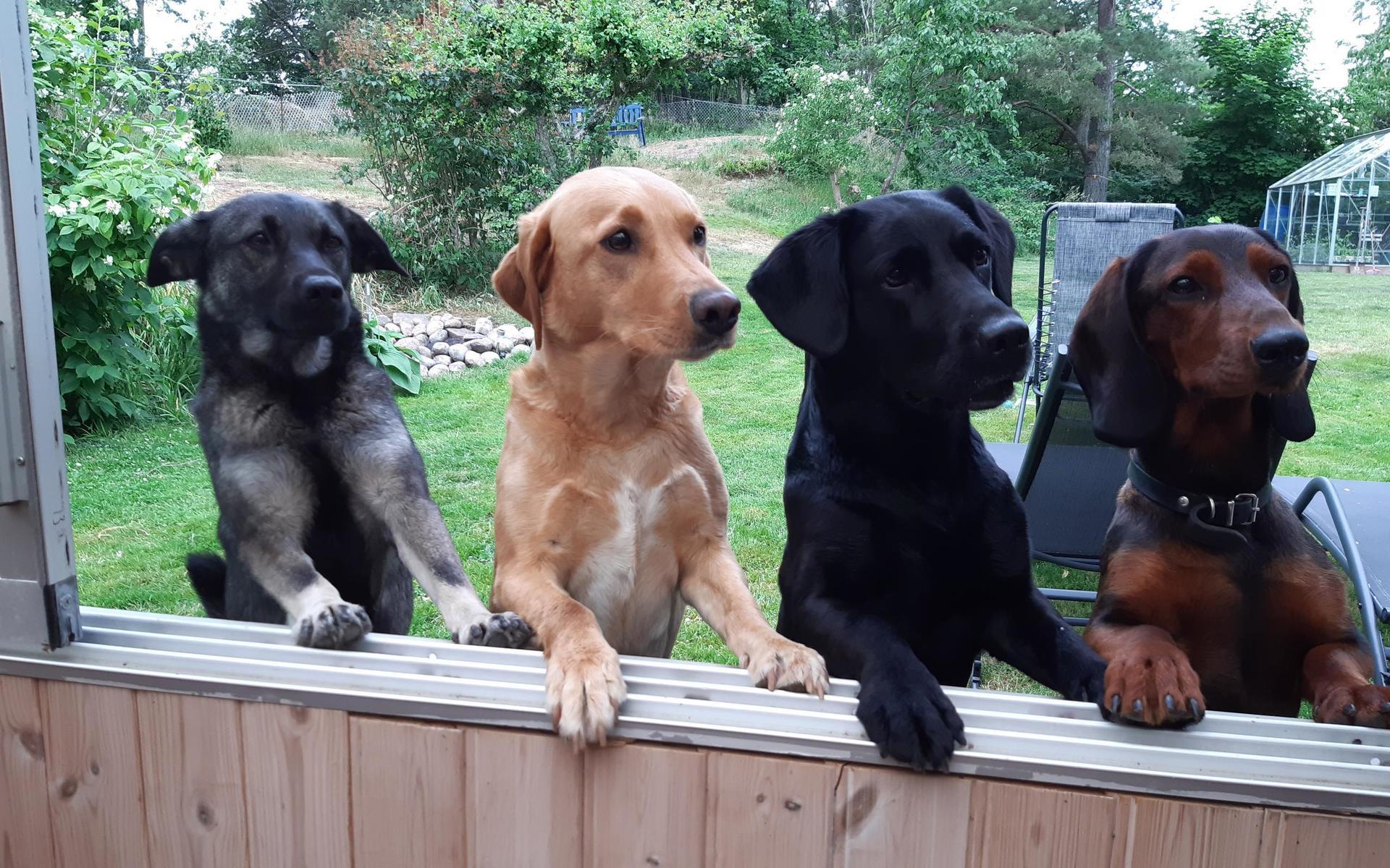 Barhäng med hundarna Alice, Signe, Disa och Kira. Bild:  Stina Bengtsson