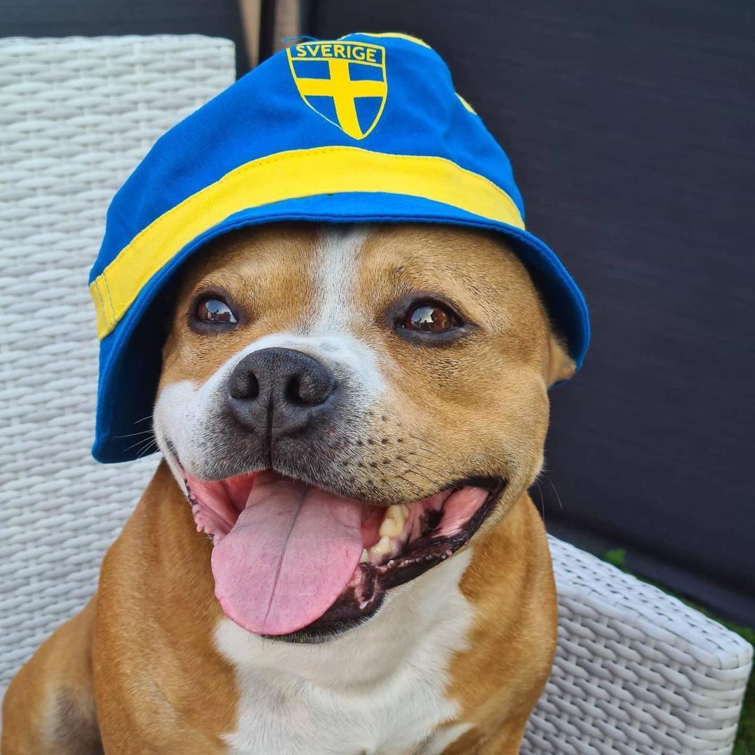 Sveriges främsta supporter heter Bentley. Bild: Maria Theander. 