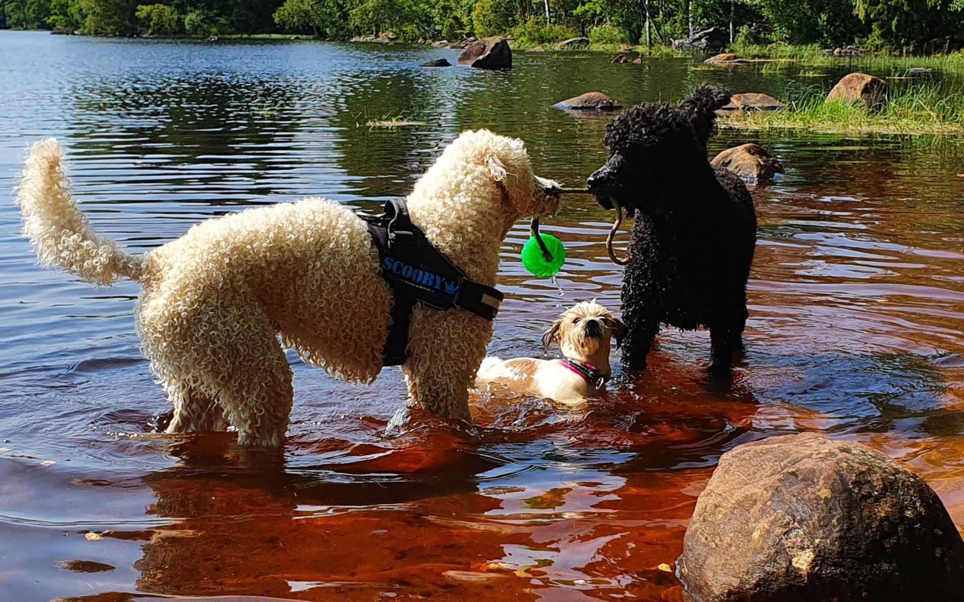”Här har Scooby(vit) och Ebbot(svart) dragkamp i vattnet och lilla Zally tittar på” skriver Susann Hellgren i Kinnared, som tagit bilden.