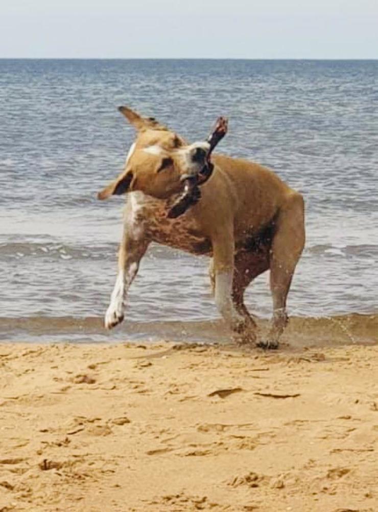 Hunden Smilla har det gott på stranden! Fotograf: Malin Meuller.
