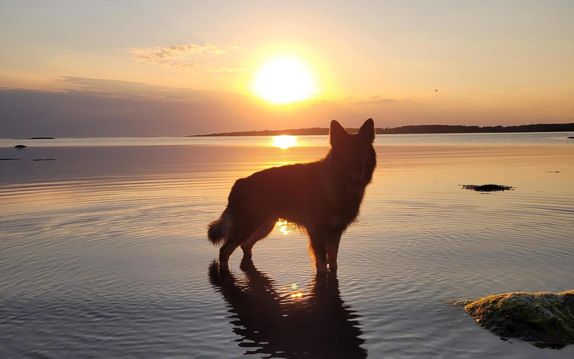 Hunden Eddie ser du här i solnedgången. Bild inskickad av Therese Johnsson.