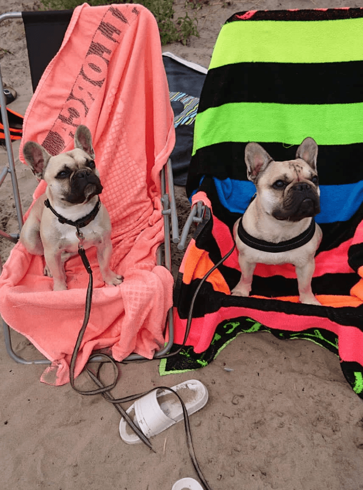 Tyson och Buddha gillar att hänga på stranden. Fotograf: Josefine Hoffert.