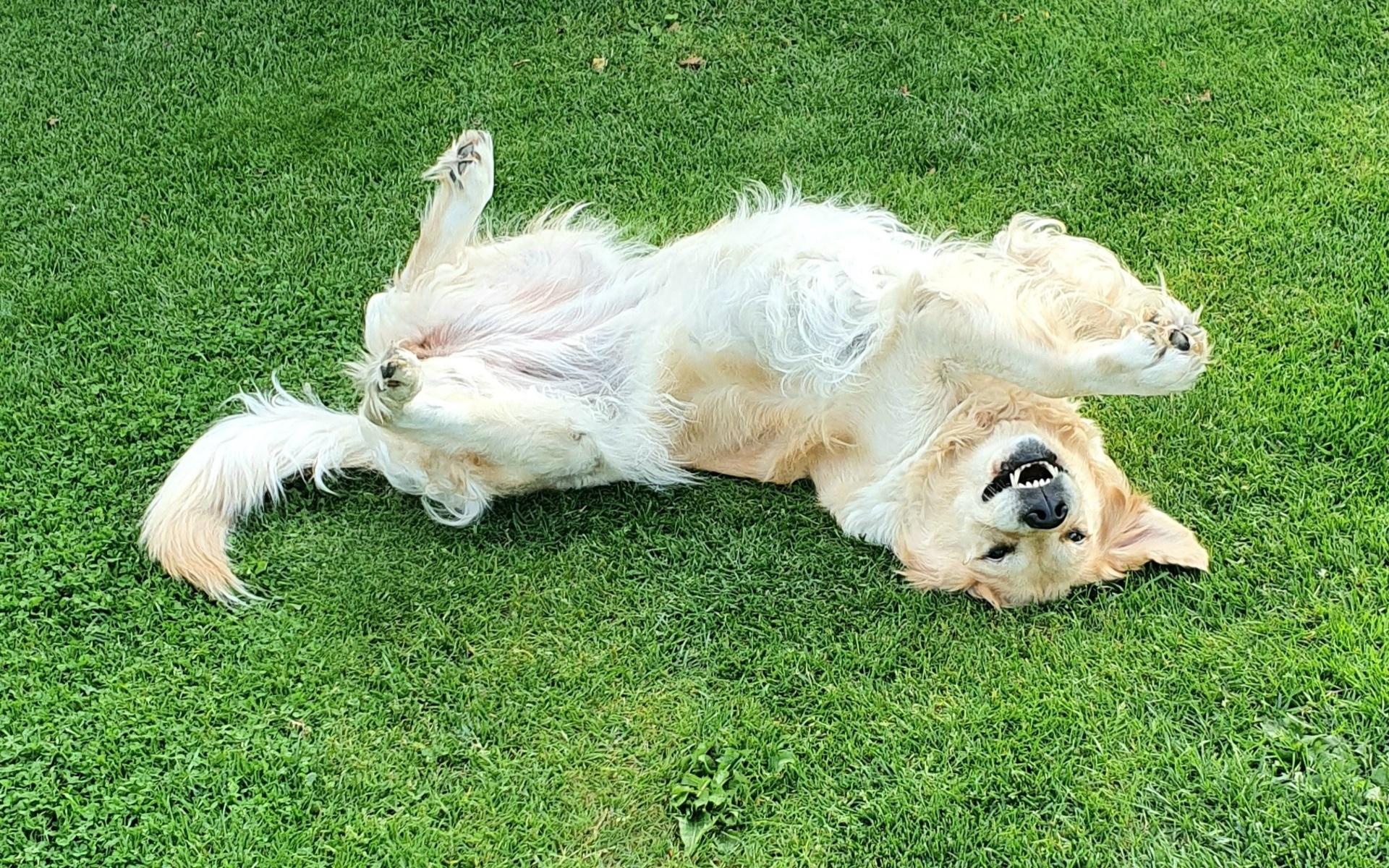 Dixie älskar att rulla sig i gräset och busa i trädgården. Bild: Lollo Berggren.