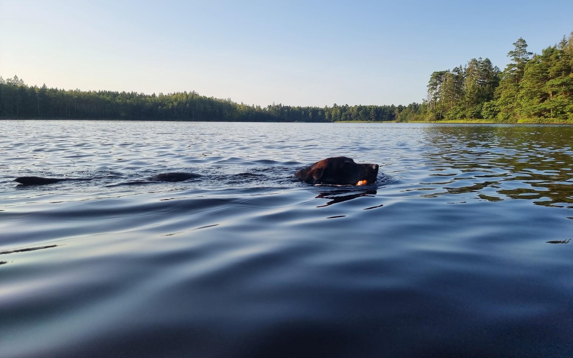 Här är labradoren Nikki som trivs som fisken i vattnet! Foto: Veronica Styrnell.