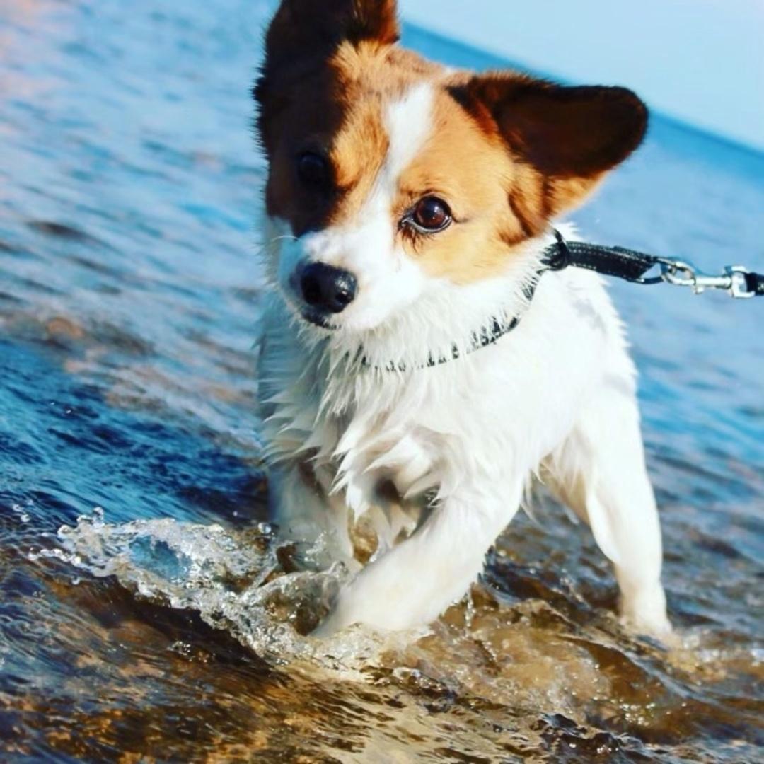 Hunden Winston på språng i vattenbrynet på Västra stranden. Bilden är inskickad av husse Fredrik Theorin.